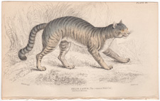 Plate 29  Felis Catus (The common Wild Cat)